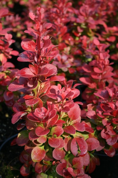 Яскраве листя барбариса Тунберга Флоренс.